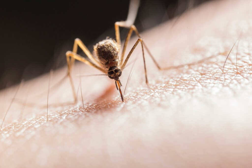 New York Confirms First Eastern Equine Encephalitis Death in a Decade: What You Need to Know