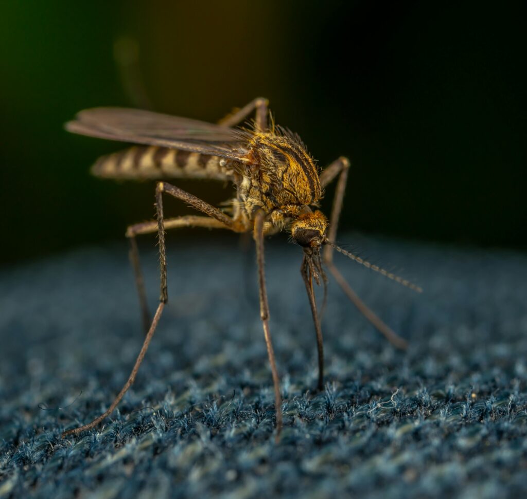 "New Global System to Track Dengue Virus Variants Enhances Vaccine Development and Surveillance"