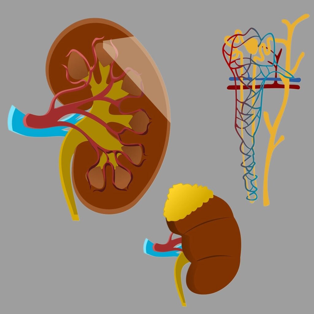 Revolutionary Insights: How a New Study is Transforming Kidney Transplant Care!