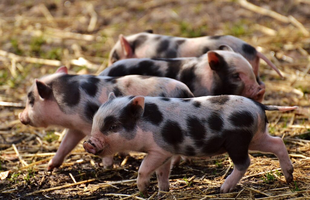 Bird Flu Infection Detected in a Pig for First Time in U.S.