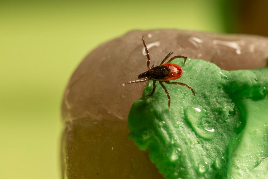 The Rising Threat of Lyme Disease and Ticks Across the U.S.: What You Need to Know
