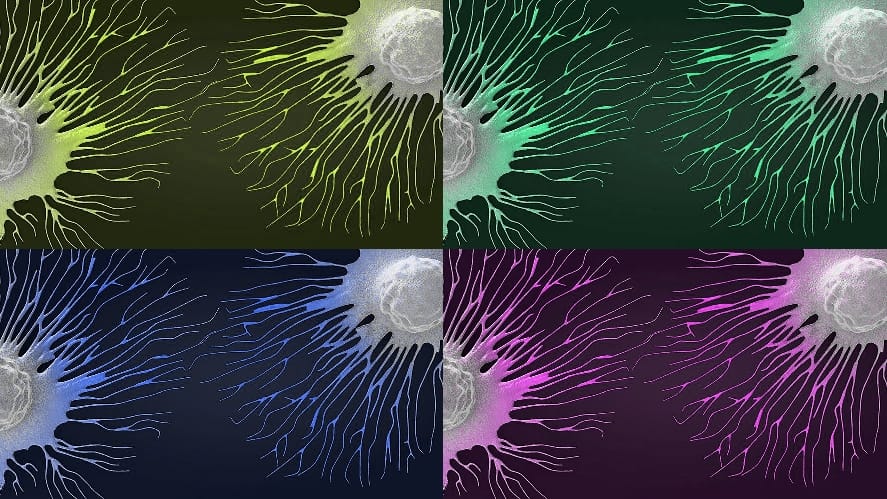 Study Finds New Antibody Treatment Enhances Immune Response Against Tumors