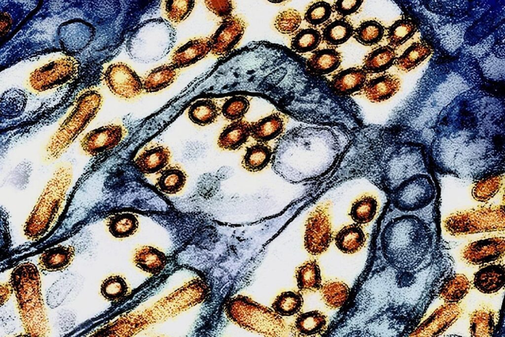 Why California's Bird Flu Crisis Led to a State of Emergency