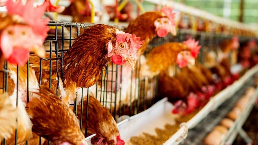 Animals Affected by Bird Flu in the U.S. – Which Species Are Vulnerable?