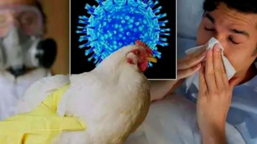 Symptoms of Bird Flu in Humans: An In-Depth Exploration