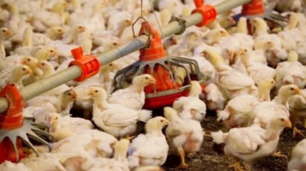 Bird Flu in the United States: Nine Mutations in H5N1 Raise Major Concerns