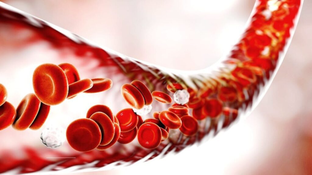 Higher White Blood Cell Count May Predict Long COVID Severity in Women