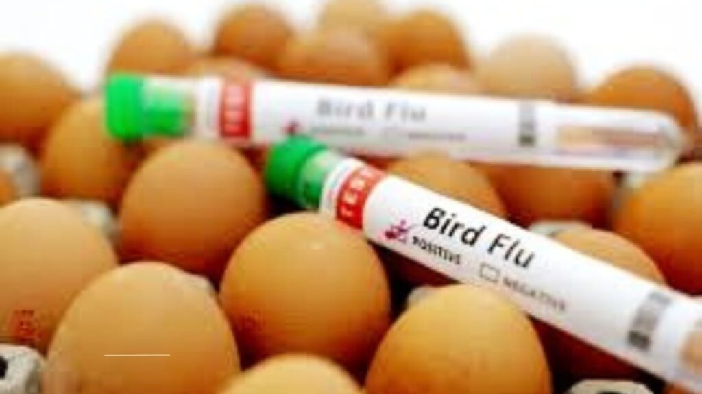 Bird Flu and Eggs: What You Need to Know About Safety, Risks, and Precautions in 2025