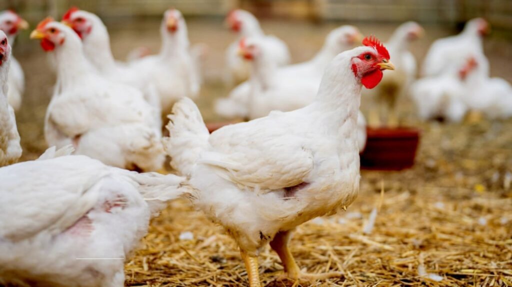 Bird Flu Symptoms: What You Need to Know as Avian Flu Cases Surpass 126,000 in New York
