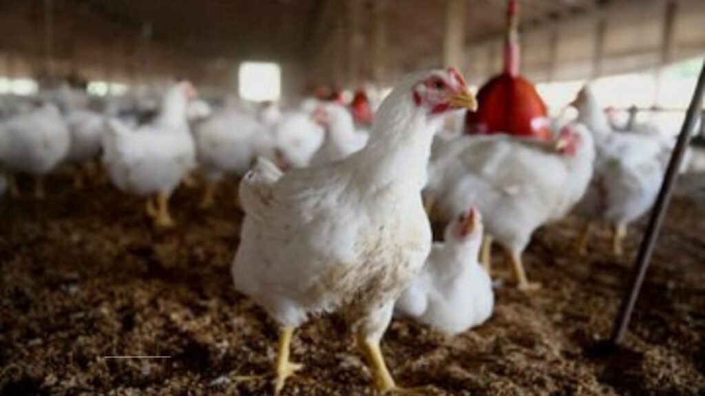 Bird Flu Outbreak: How the Poultry Industry is Struggling to Contain the Damage