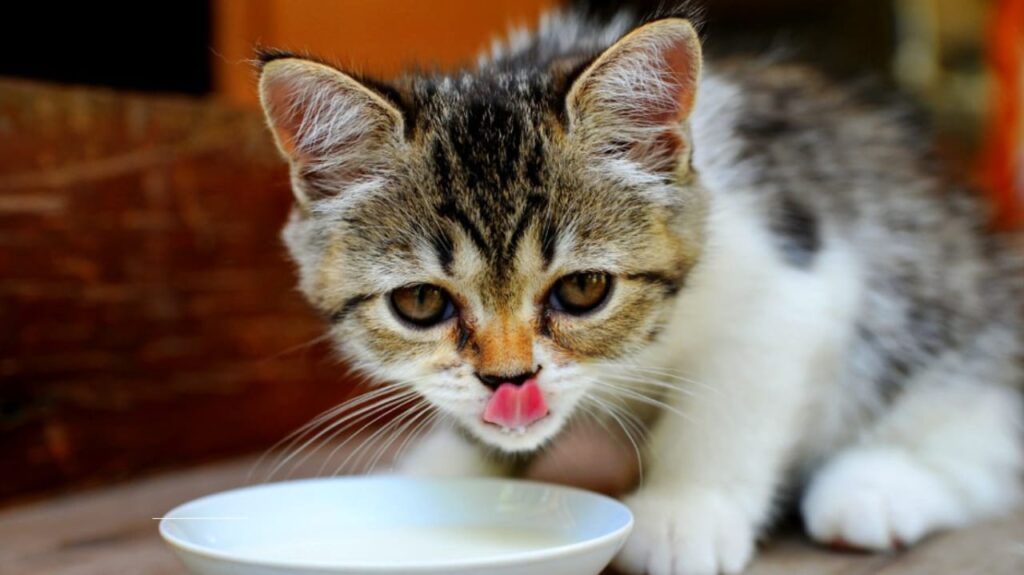 House Cats and Bird Flu: What Pet Owners Need to Know About Emerging Health Risks