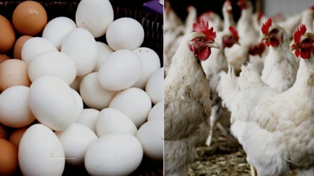 Avian Influenza Alert: How to Safely Eat Chicken and Eggs During Bird Flu