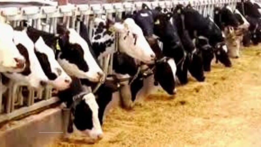 Bird Flu in Cattle: An Unprecedented Outbreak in Nevada