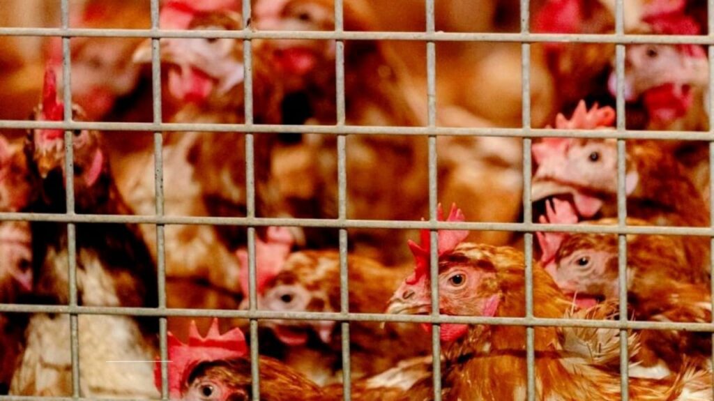 NYC Bird Flu Outbreak: How Live Animal Markets Are Impacting Public Health and Safety
