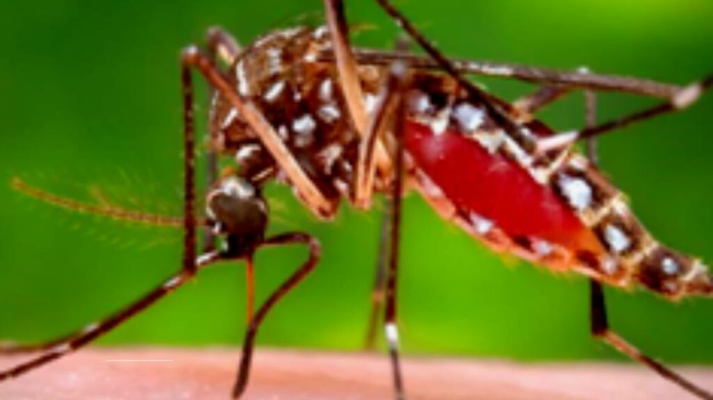 Expert Tips: How to Prevent Mosquito Bites in Malaria-Prone Travel Destinations