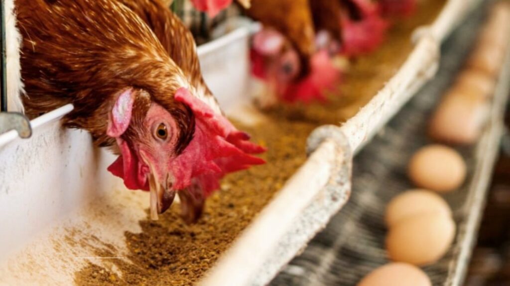 Cracking the Crisis: How the 2025 Bird Flu Outbreak Exposed Fragile Food Chains and Pandemic Vulnerabilities