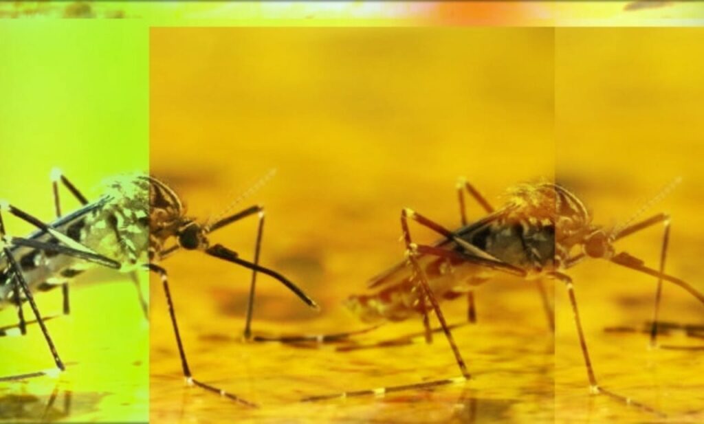 Colombia Faces Public Health Emergency as Yellow Fever Outbreak Sparks Urgent Vaccination Efforts