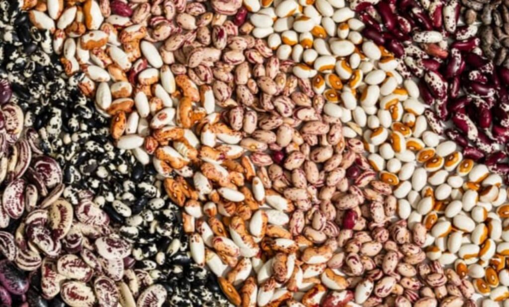 Top 5 Healthiest Beans to Eat Daily: Nutritionist-Backed Picks for Protein, Fiber, and Vital Nutrients