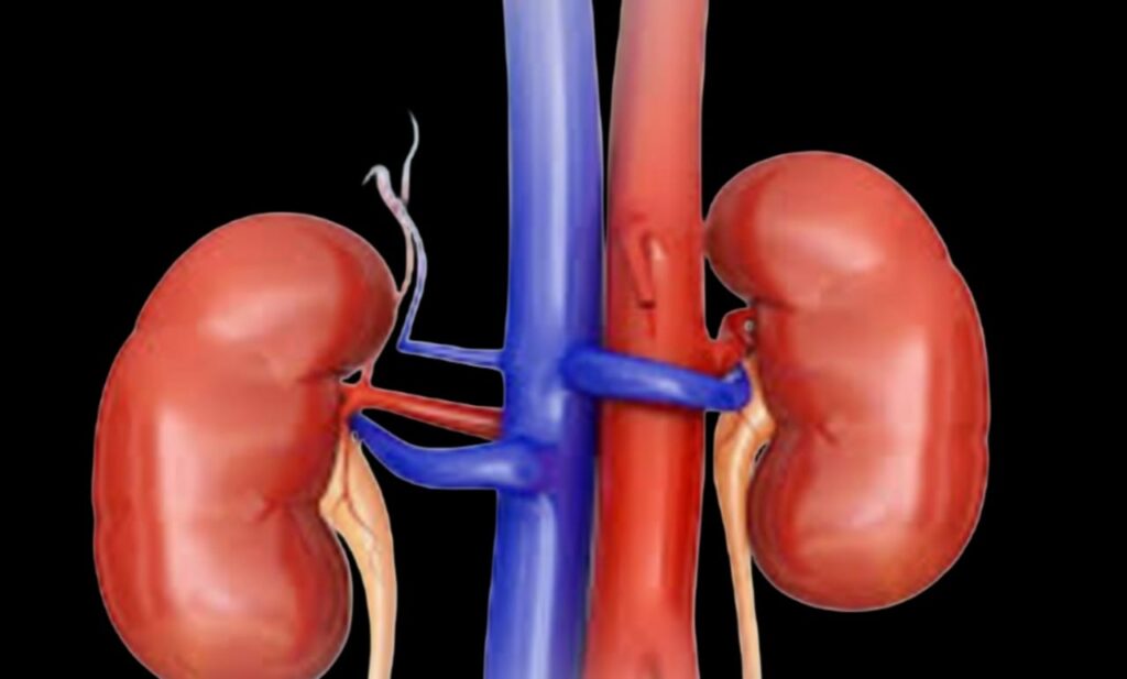 6 Science-Backed Ways to Protect Your Kidney Health and Avoid Disease
