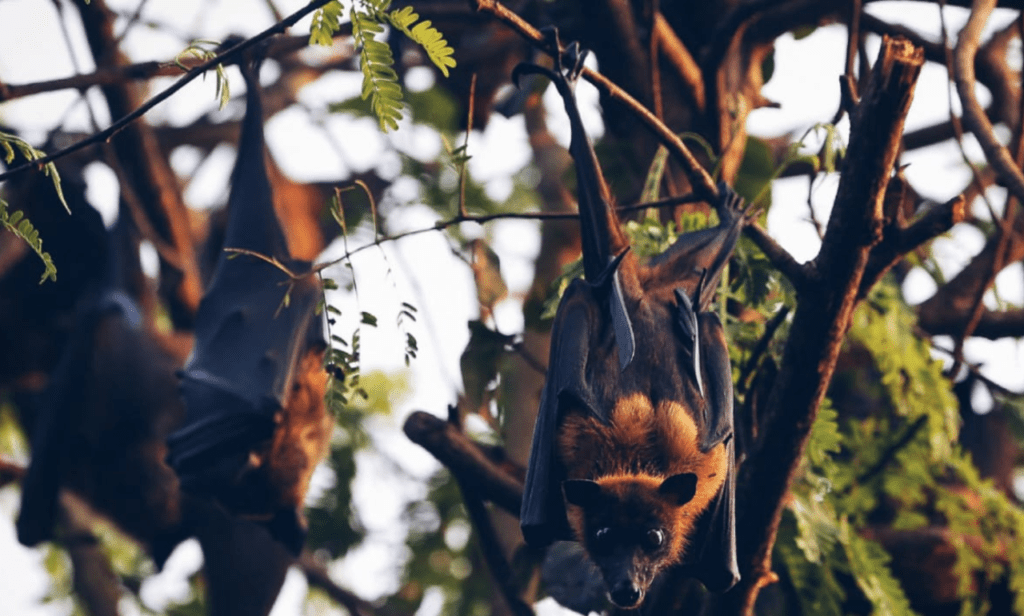Scientists Sound Alarm: Unknown Bat Viruses in China May Trigger Future Pandemics