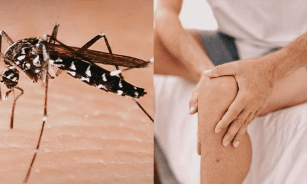 Chikungunya Outbreak in China Prompts U.S. Travel Alert and Global Concern