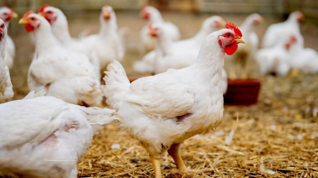 bird flu symptoms,
avian flu cases
 bird flu in New York
avian flu prevention