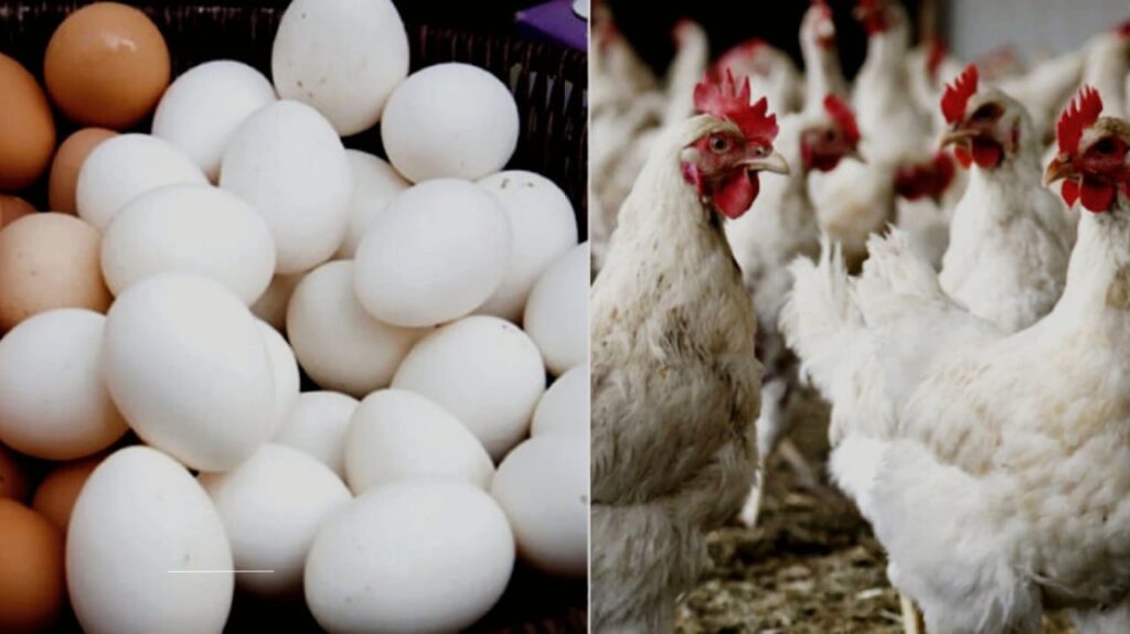 bird flu outbreak
safe to eat chicken
avian influenza
poultry safety
cooking eggs bird flu
