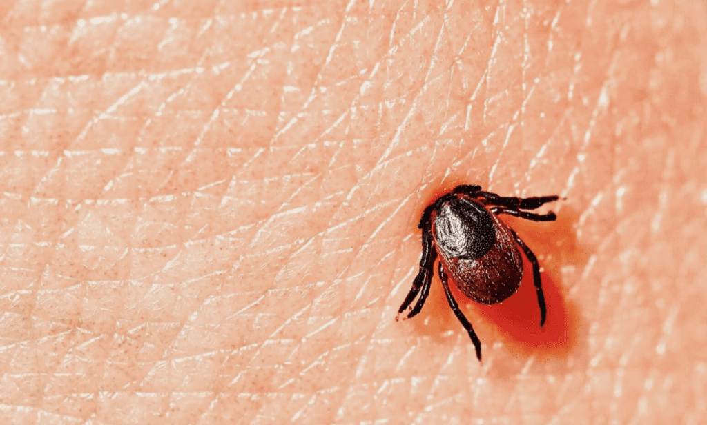 Heartland virus tragedy prompts family's urgent tick prevention warning.