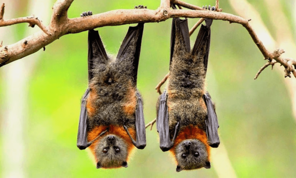Expert warning: Scaring Kerala bats risks ecology, health.