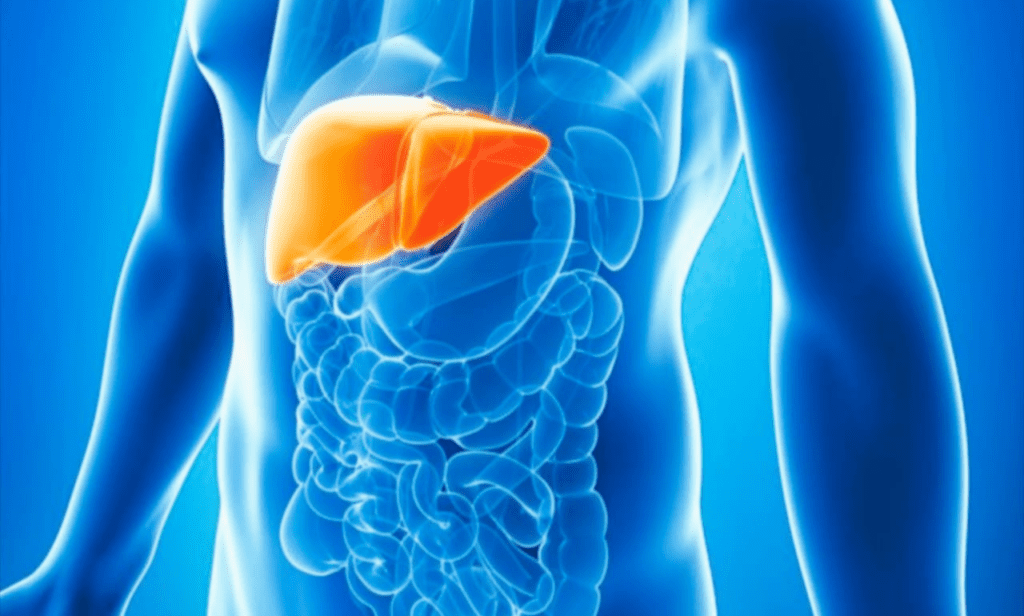 Fighting hepatitis and alcohol enables liver cancer prevention.