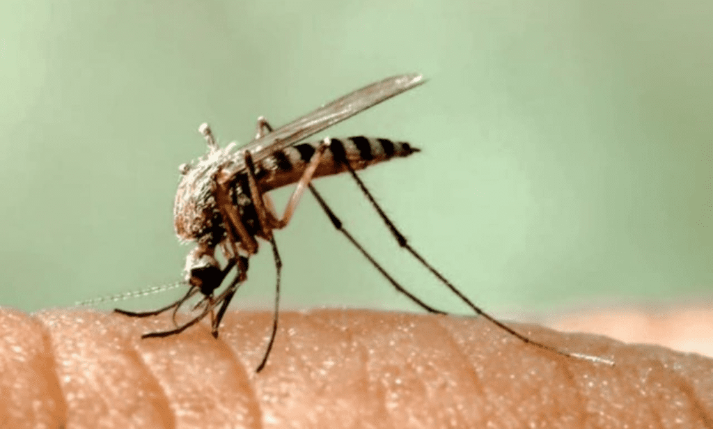 West Nile virus found in Fulton County mosquitoes.
