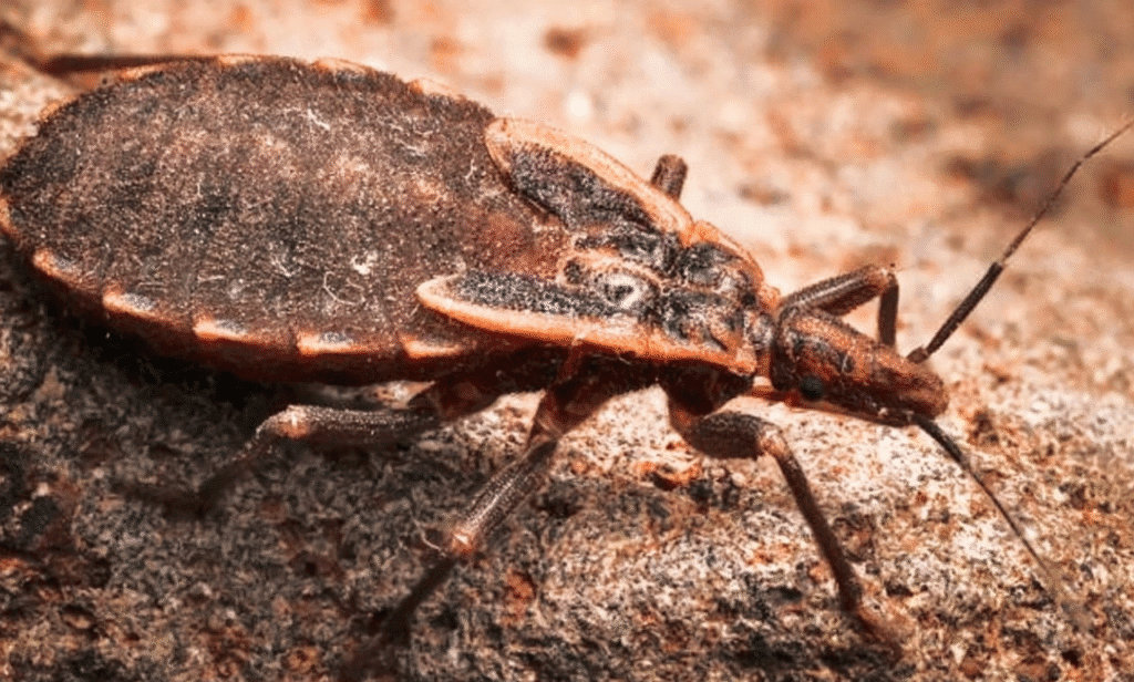 Illustrating the spread of kissing bugs and Chagas disease across the southern United States.