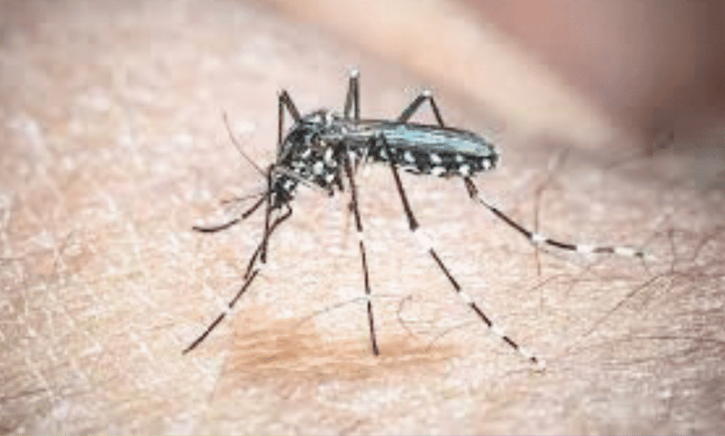 A global map illustrating the spread of chikungunya virus via mosquito vectors.
